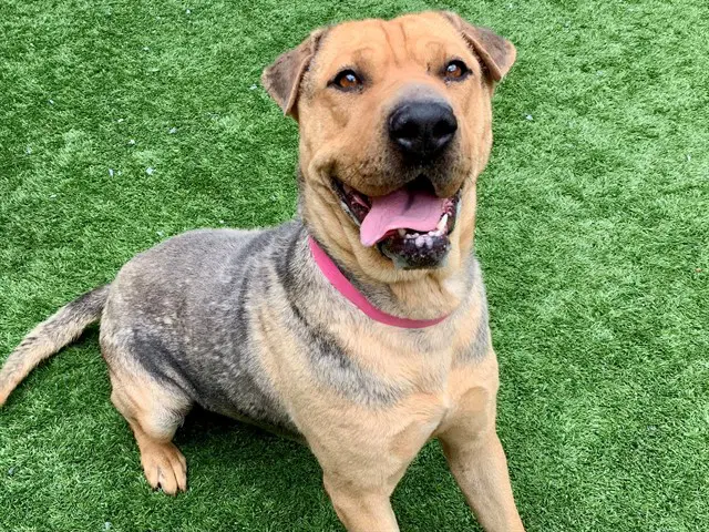 Ling Ling - Chinese Shar-Pei