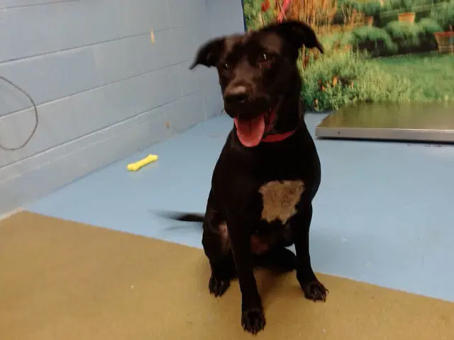 Unknown - Labrador Retriever