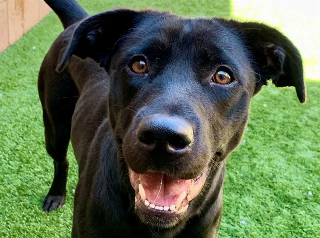 Unknown - Labrador Retriever