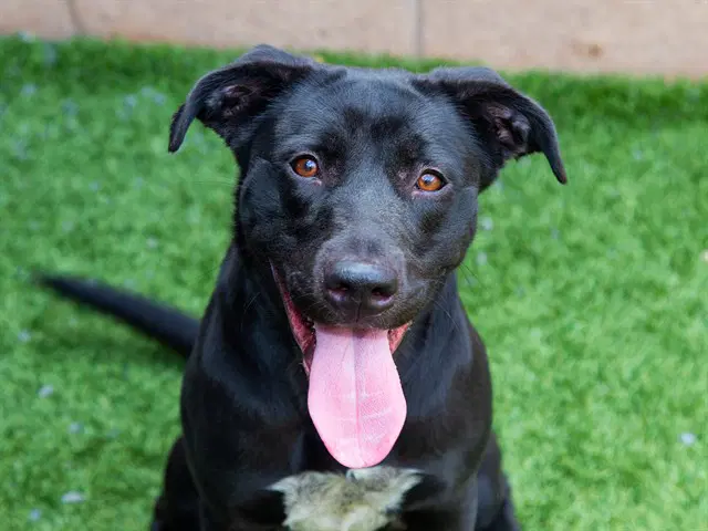 Unknown - Labrador Retriever