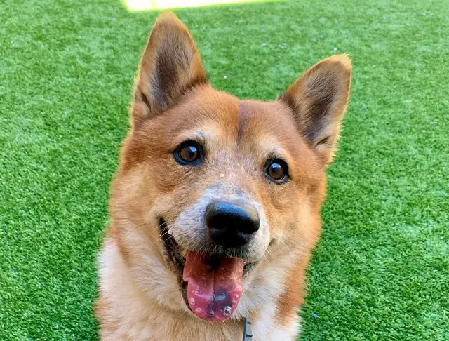Chow - Shiba Inu