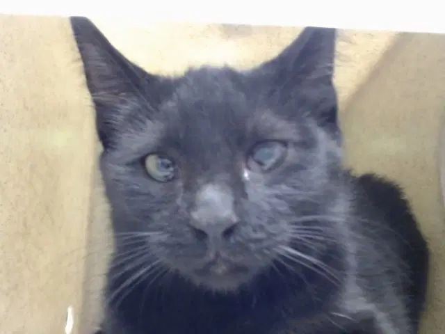 Blacky - Domestic Short Hair