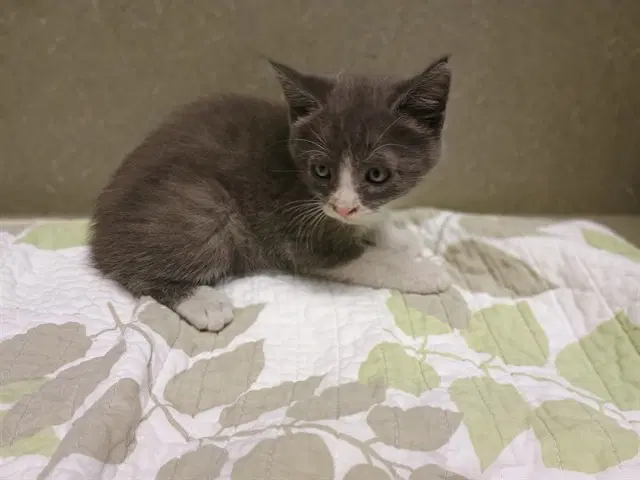 Unknown - Domestic Short Hair