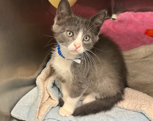 picture of the cat needing adoption
