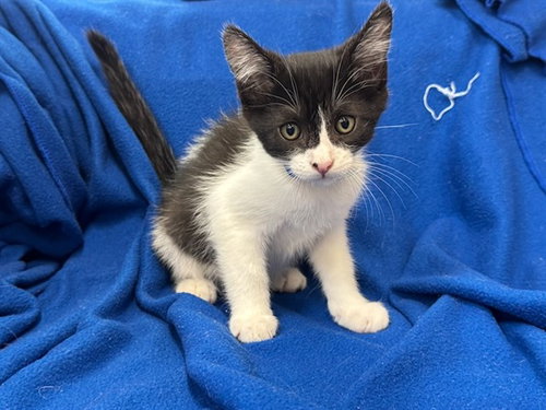 picture of the cat needing adoption