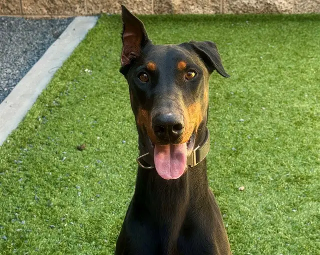 Melody - Doberman Pinscher