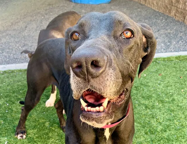 Lizel - Great Dane