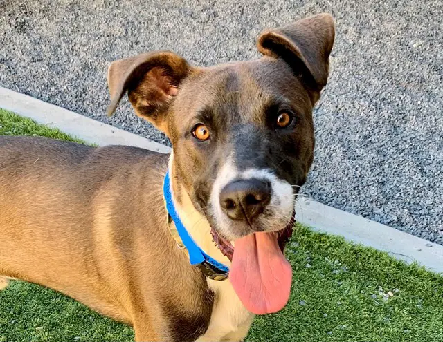 Hansel - Great Dane
