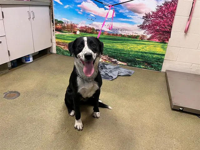 Alix - Border Collie