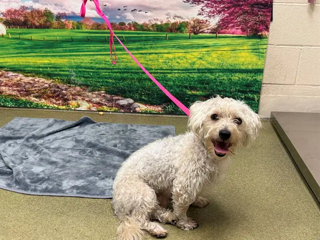 Donatello - Poodle (Miniature)