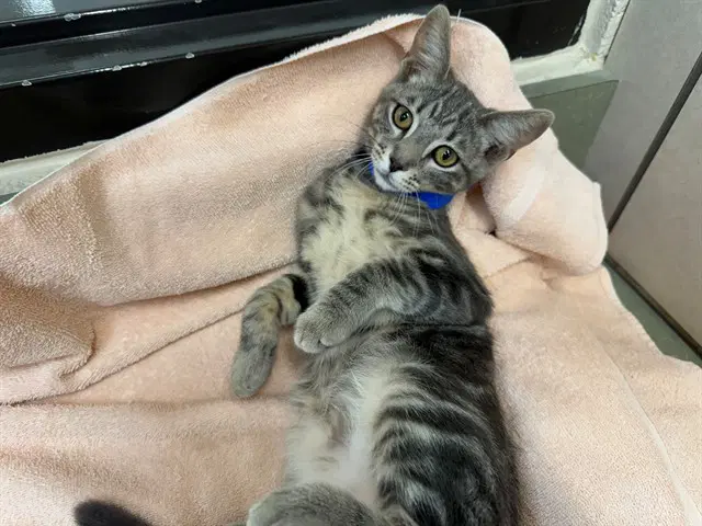 Unknown - Domestic Short Hair