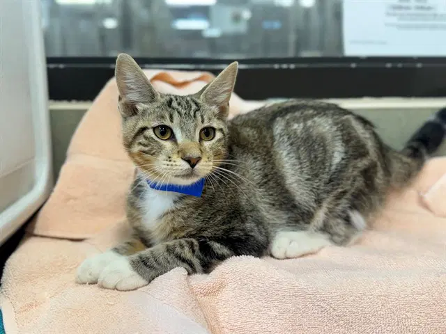 Unknown - Domestic Short Hair