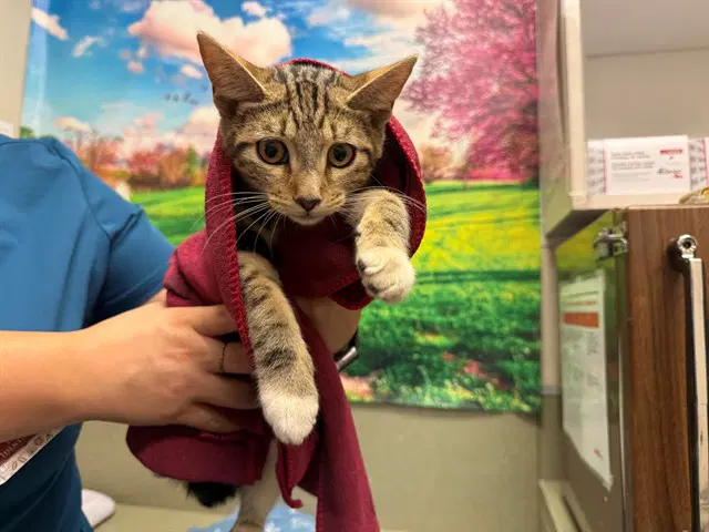 Unknown - Domestic Short Hair