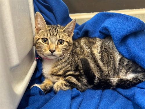 picture of the cat needing adoption