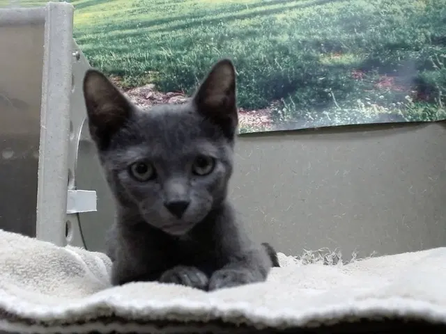 Unknown - Domestic Short Hair