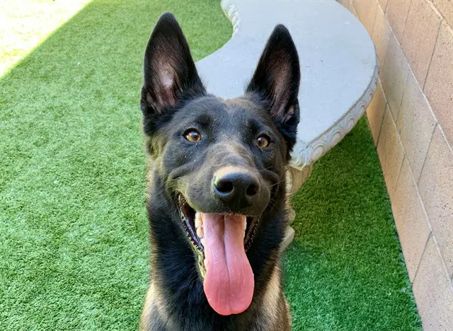 Troy - Belgian Shepherd Malinois
