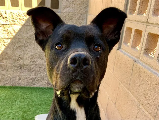 Orielle - Pit Bull Terrier