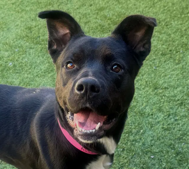 Orielle - Pit Bull Terrier