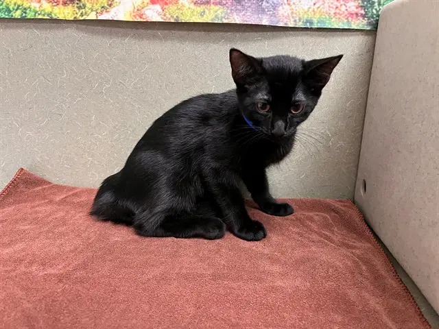Unknown - Domestic Short Hair