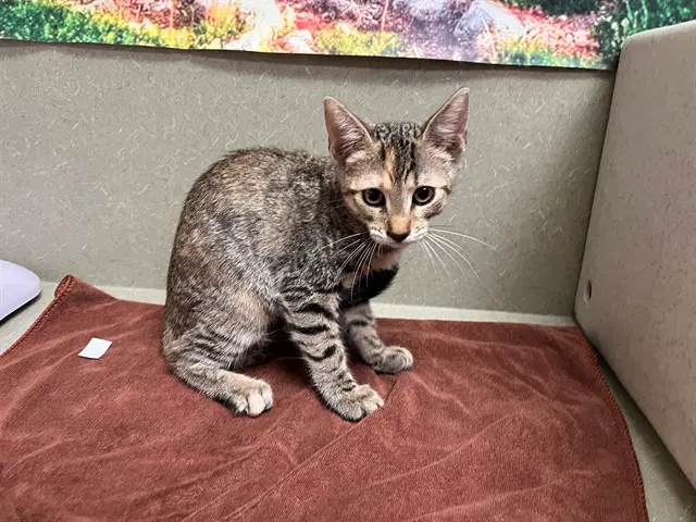 Unknown - Domestic Short Hair