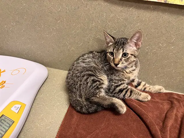 Unknown - Domestic Short Hair