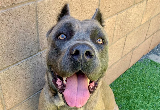 Zeus