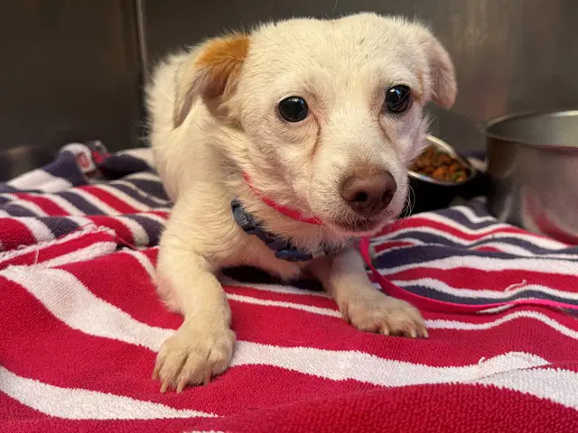 Unknown - Chihuahua