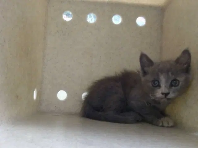 Unknown - Domestic Short Hair