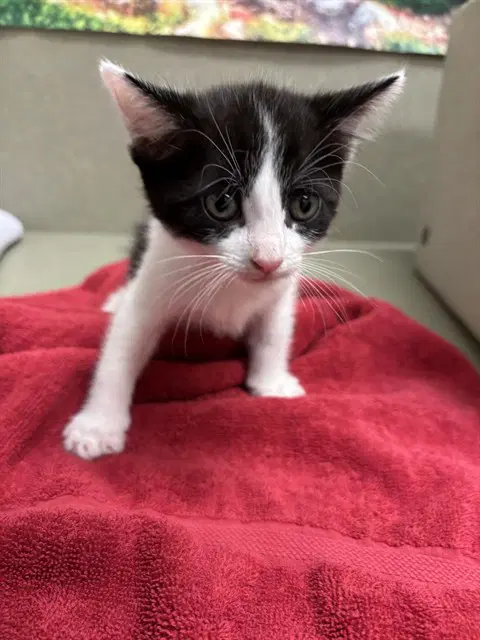 Unknown - Domestic Short Hair