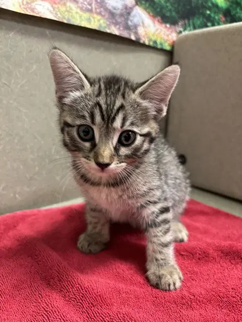 Unknown - Domestic Short Hair
