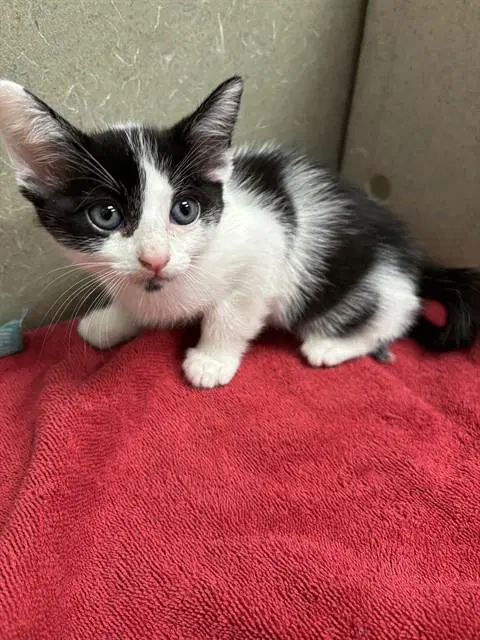 Unknown - Domestic Short Hair