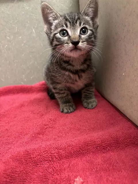 Unknown - Domestic Short Hair