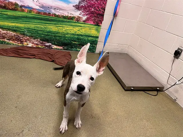 Chloe - Bull Terrier