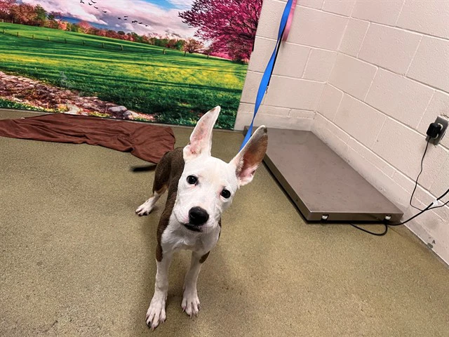 Chloe
