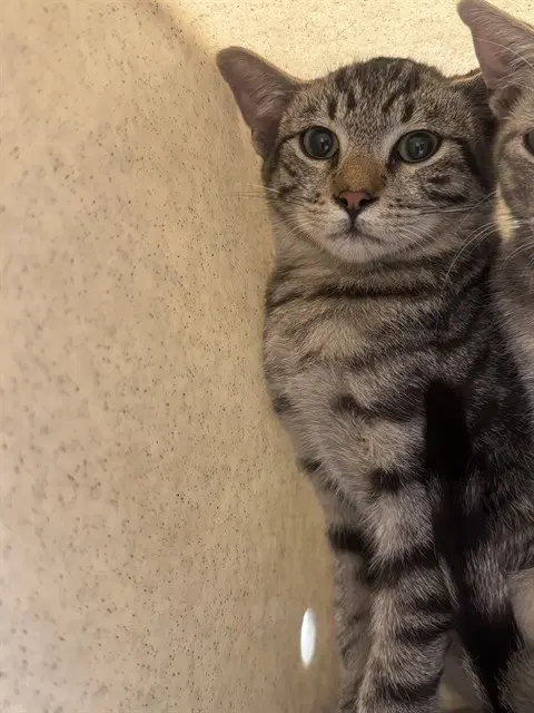 Unknown - Domestic Short Hair