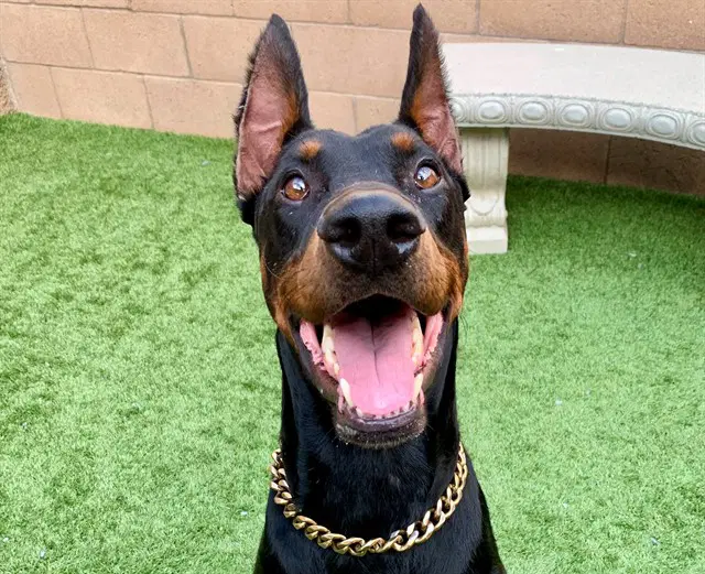 Beast - Doberman Pinscher