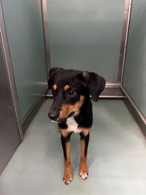 Unknown - Miniature Pinscher