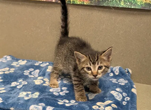 Unknown - Domestic Short Hair