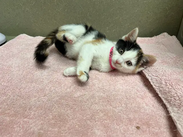 Unknown - Domestic Short Hair