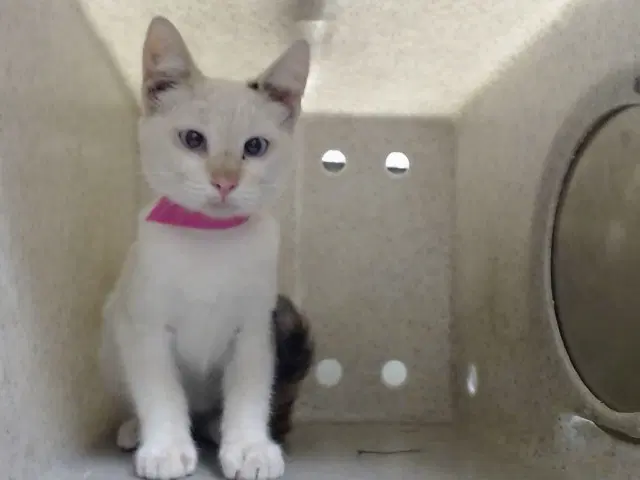 Unknown - Domestic Short Hair