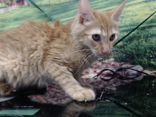 picture of the cat needing adoption