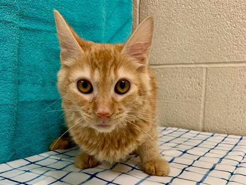 SPARKLE, a cat for adoption from Moreno Valley Animal Shelter
