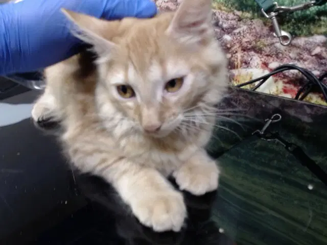 Unknown - Domestic Medium Hair