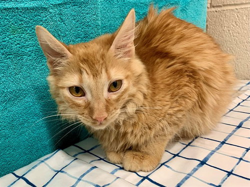TWINKLE, a cat for adoption from Moreno Valley Animal Shelter