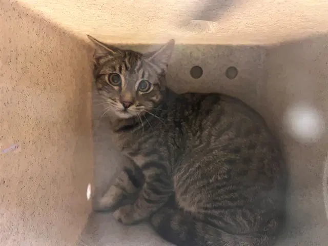 Unknown - Domestic Short Hair