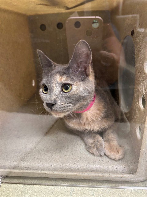 picture of the cat needing adoption