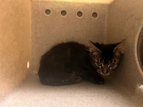 picture of the cat needing adoption