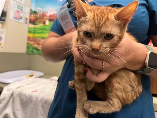 picture of the cat needing adoption