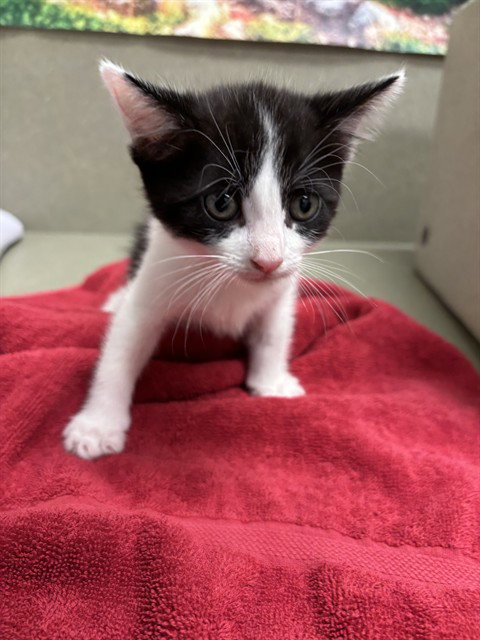 picture of the cat needing adoption