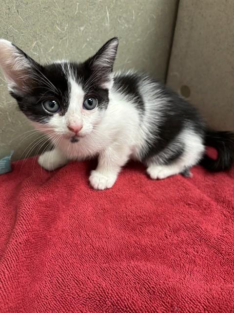 picture of the cat needing adoption